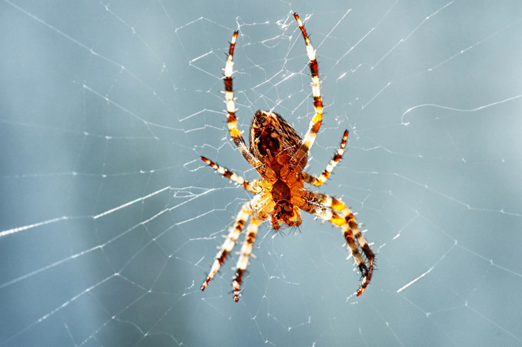 Spider Treatment Service